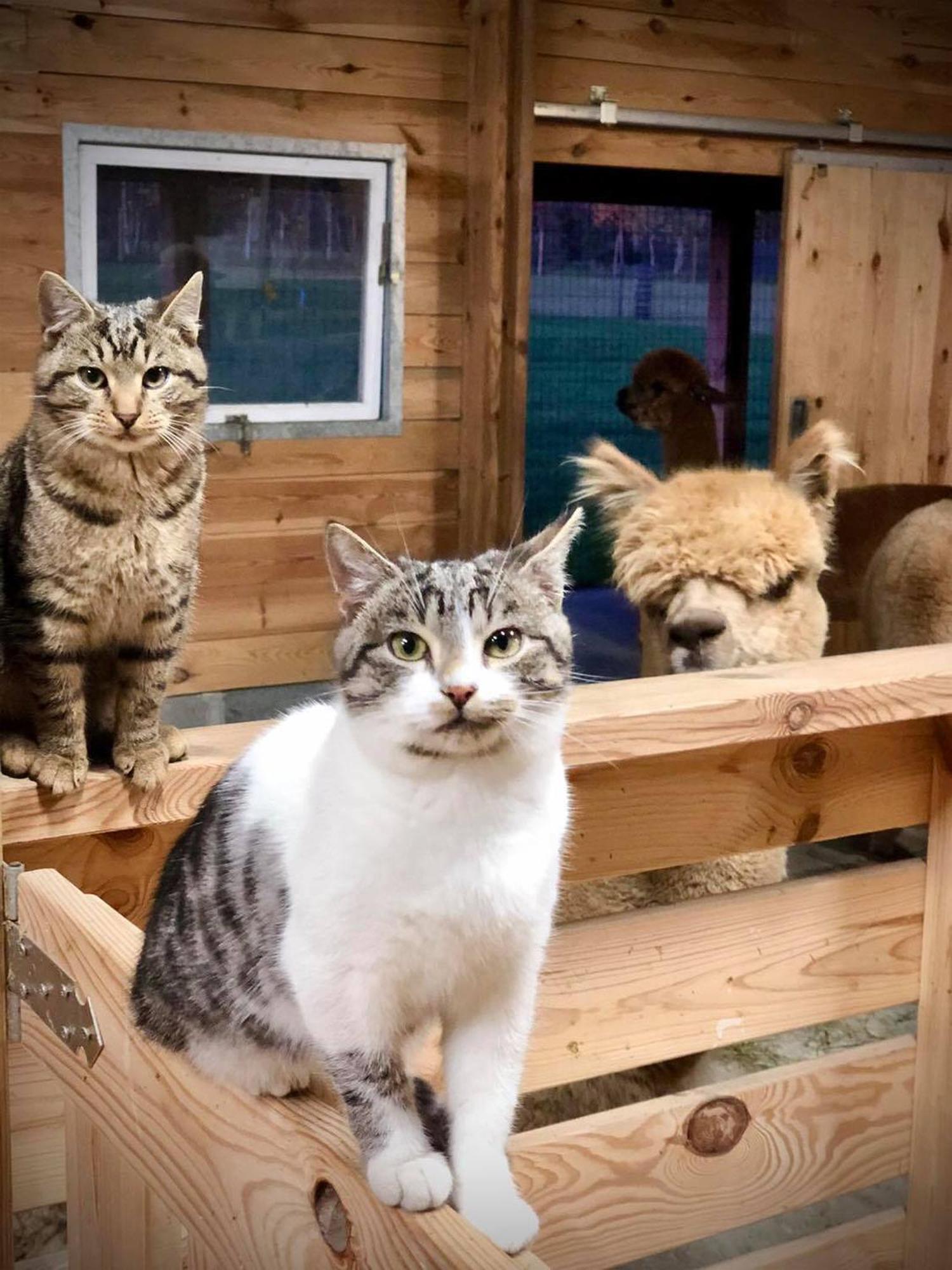 Alpakarium, Hodowla Alpak & Pensjonat Stara Kornica Luaran gambar