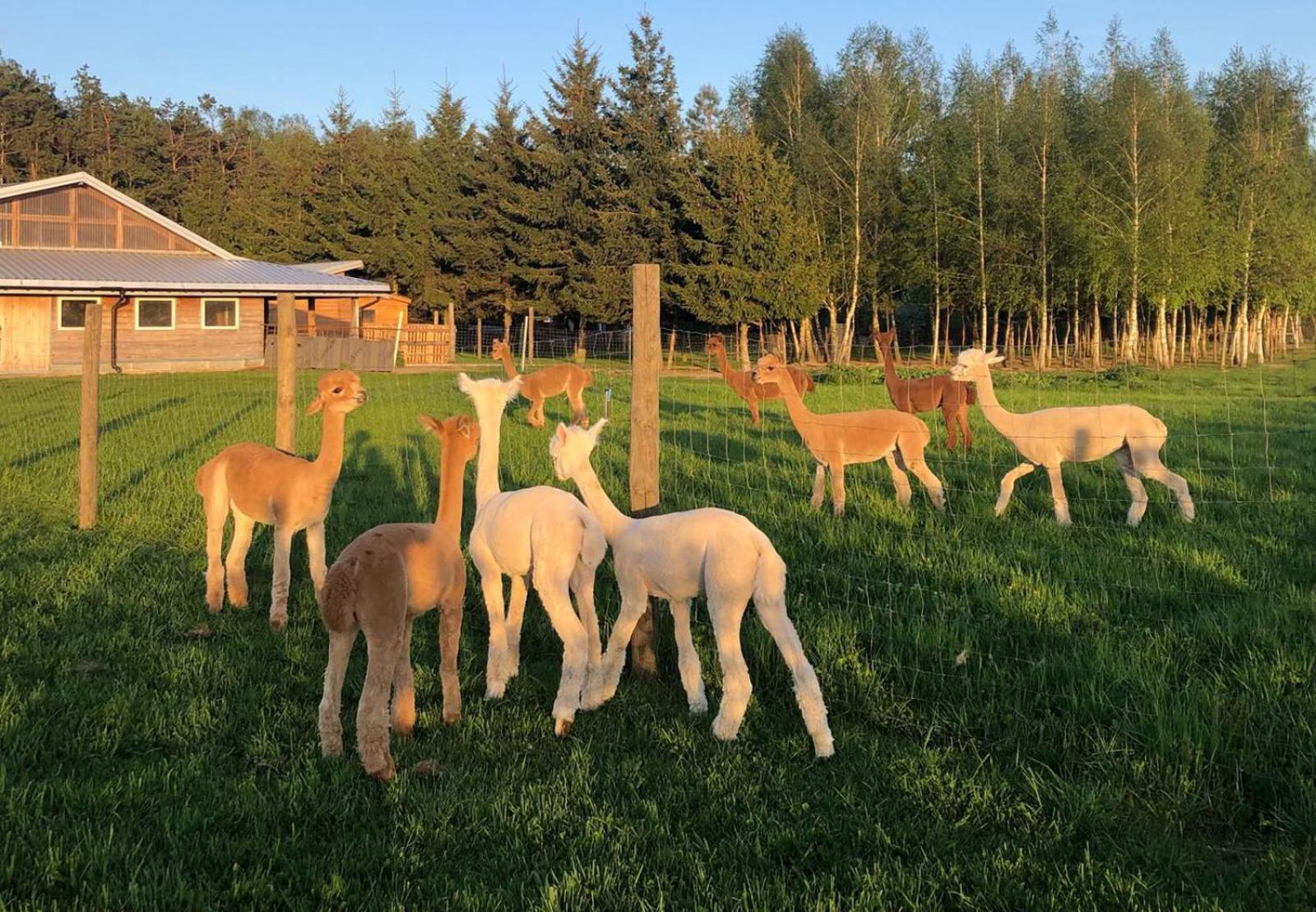 Alpakarium, Hodowla Alpak & Pensjonat Stara Kornica Luaran gambar