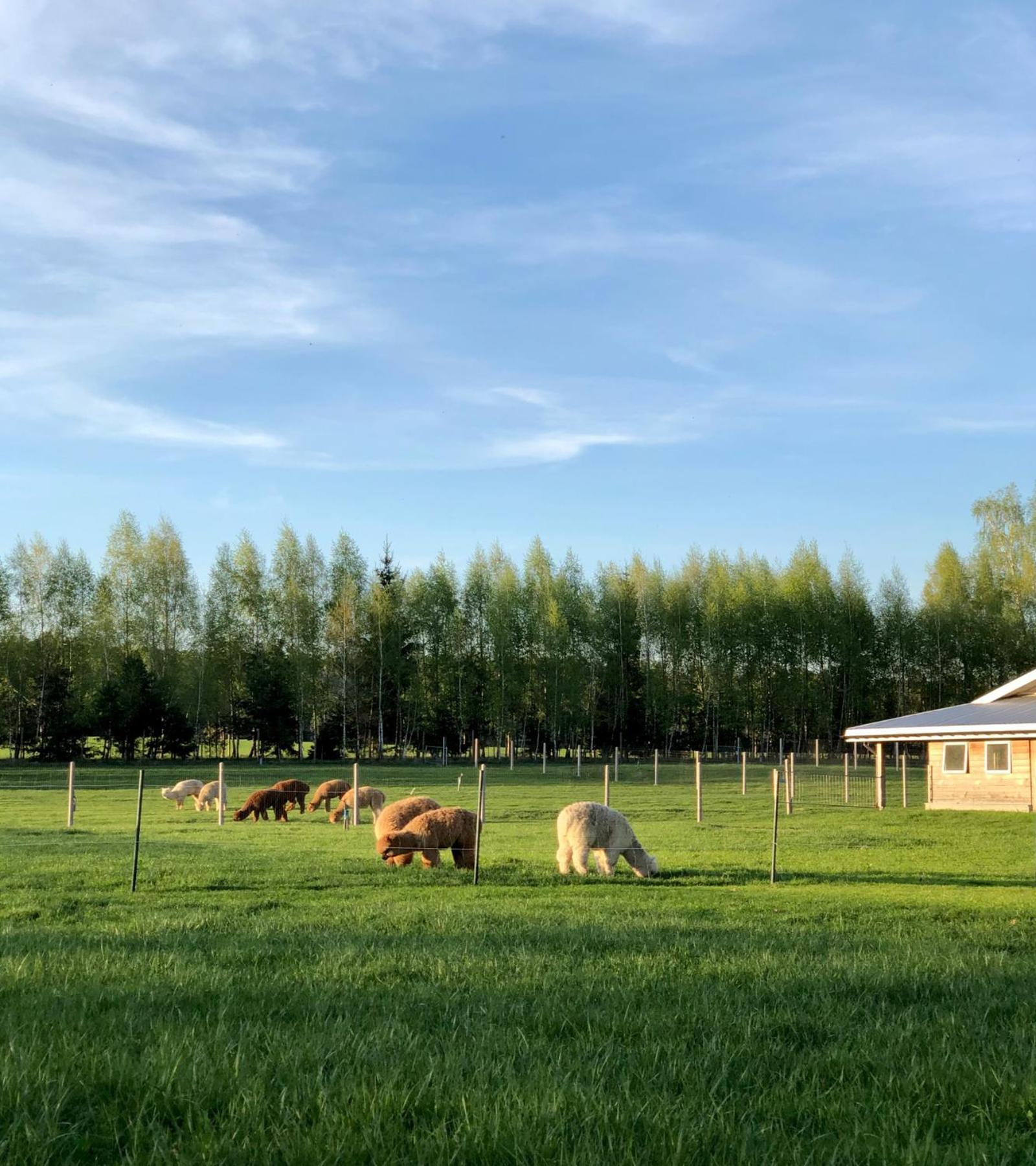 Alpakarium, Hodowla Alpak & Pensjonat Stara Kornica Luaran gambar