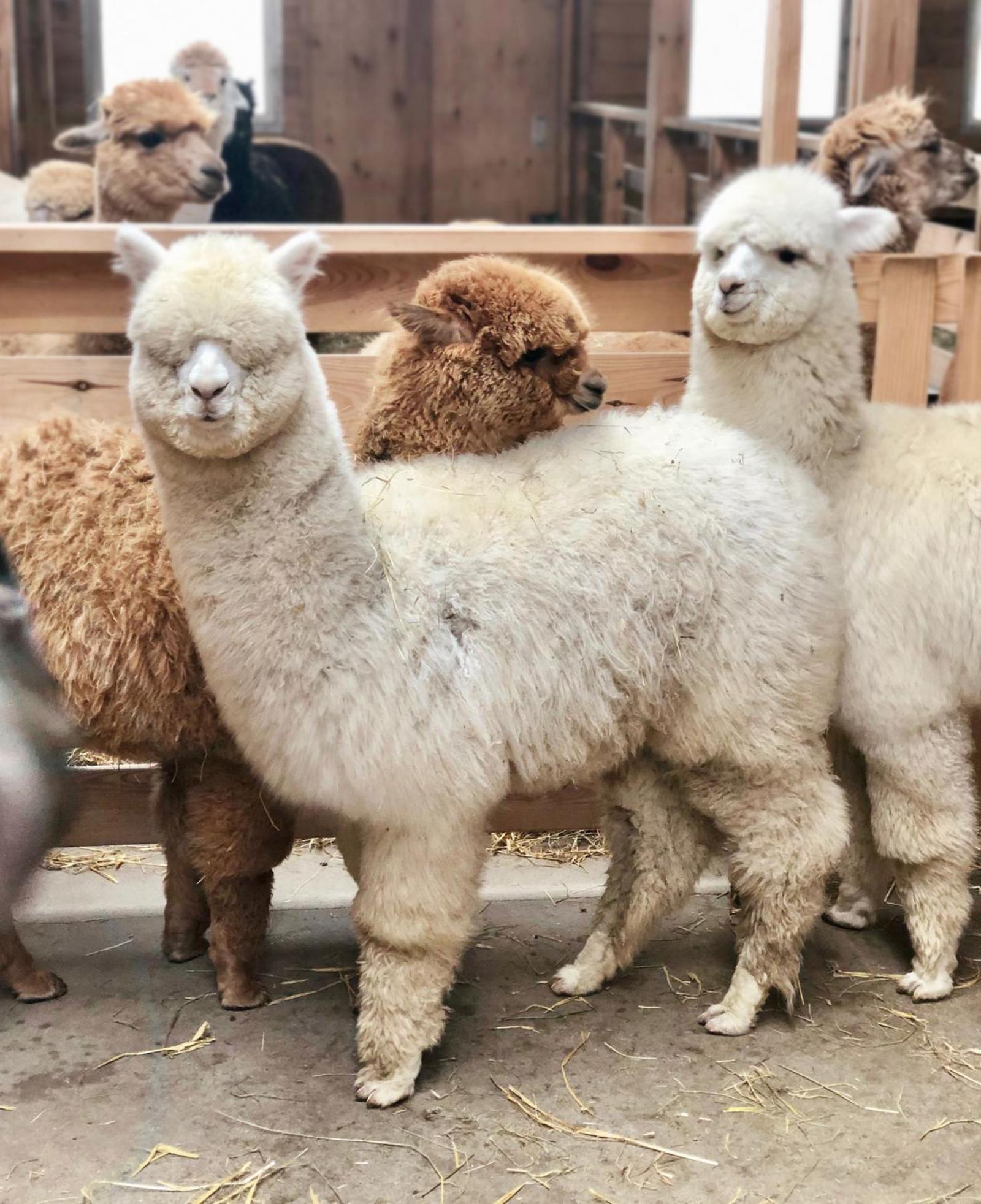 Alpakarium, Hodowla Alpak & Pensjonat Stara Kornica Luaran gambar